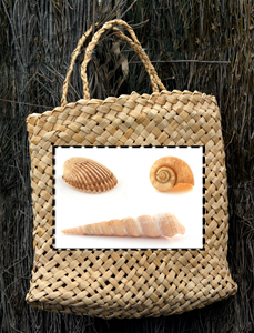 kete - seashells.jpg