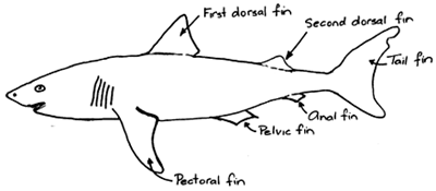 labelled-shark.png