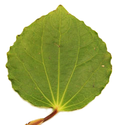 leaf option 1