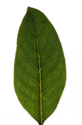 leaf 4
