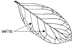 leaf-veins.png