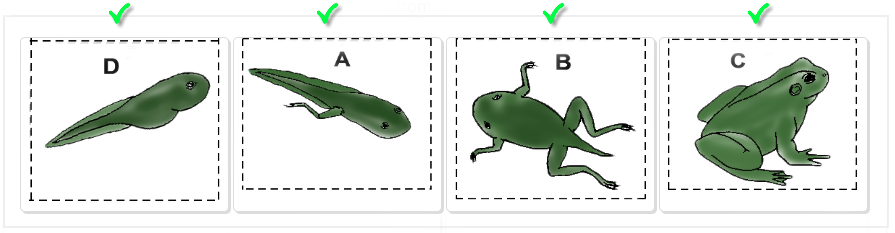 lifecycle-frog-answers-i.png