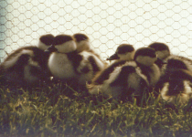 little-ducks-150.png
