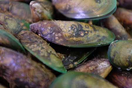 illustration: mussels