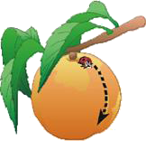 peach.png