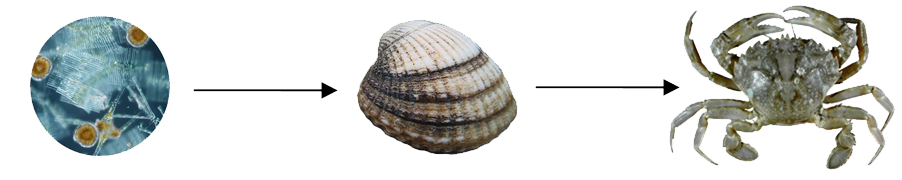 phyto-to-cockle-to-crab.png
