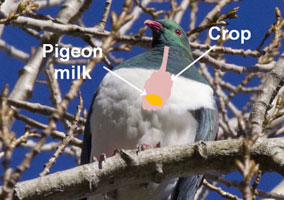 pigeon-milk-crop-200h.jpg