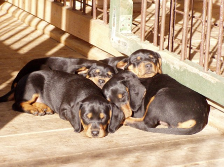 illustration: puppies lying in the sun