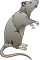 rat