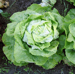 illustration: lettuce