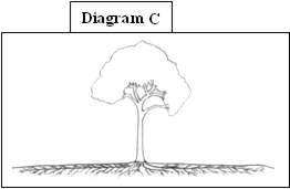 tree-diagram-C.png