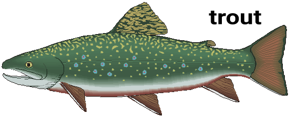 trout