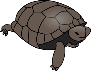 turtle.png