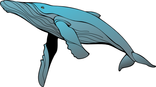 whale-hi.png