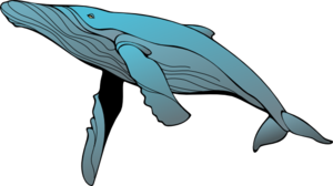 whale-md (1).png