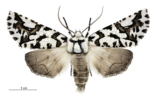 moth with wings flat