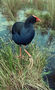 pukeko