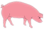 pig.png