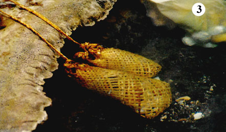 Kete in steaming water