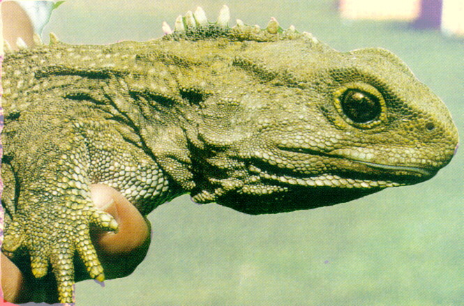 Tuatara