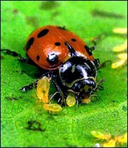 Ladybird