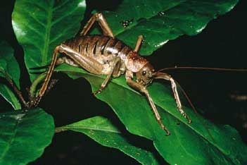 Wētā