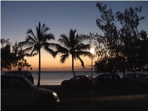 coconut palms of polynesia