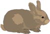 Rabbit illustration