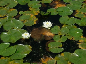 lily pads