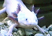 A photo of a pale pink axolotl