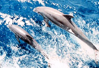 dolphins