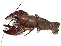 An adult lobster