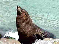 An adult seal