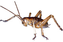 Weta