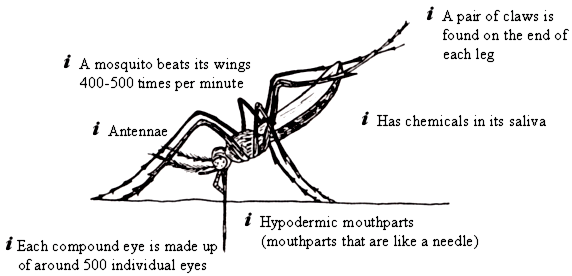 labelled drawing showing features of a mosquito
