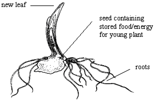 seed with roots and leaf