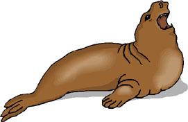 illustration: sea lion