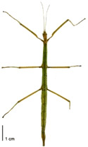 Stick Insect