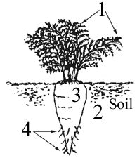 diagram of plant