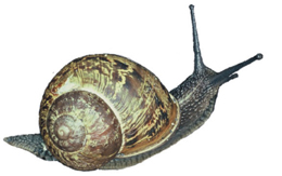 snail