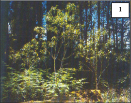 Photo of New Zealand native bush