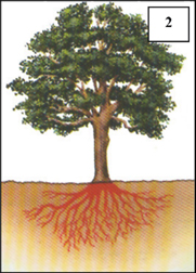 Drawing of large tree with roots visible underground