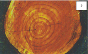 Photo of rings in tree trunk after being cut down
