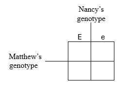 LW1011 punnet square.jpg