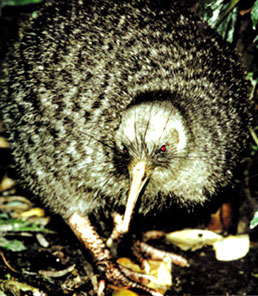 kiwi