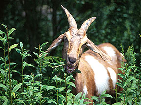 wild goat