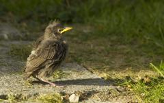 Guidelines for supporting priority learners through the Assessment Resource Banks